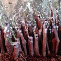 cutting grafiting anggur import 6 batang varian ningrat