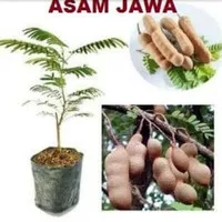 Bibit Tanaman Asam Jawa