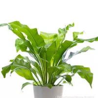 Tanaman Hias Asplenium Kadaka# Tanaman Hias Populer Indoor Outdoor