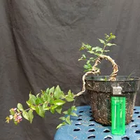 bonsai sakura micro mame