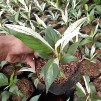 Bibit Spathiphyllum Peace Lily Variegata - Tanaman hias Spatufilum