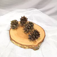 Pinus / Pine / Bunga Kering / Bunga Pinus / Rustik / toko kikki