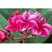 Tanaman Pohon Plumeria Pohon Kamboja Bali Red Rose