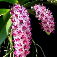 Rhynchostylis Gigantea Big Spot DEWASA