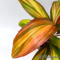 Tanaman Hias - Cordyline fruticosa `Waihee Rainbow`