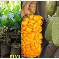 Bibit Tanaman Pohon Nangkadak / Nangka Cempadak