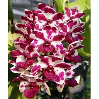 Rhynchostylis Gigantea Cartoon DEWASA