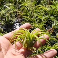 Tillandsia Ionantha Druid Sumo