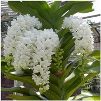 Rhynchostylis Gigantea White DEWASA