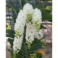 Rhynchostylis Gigantea White