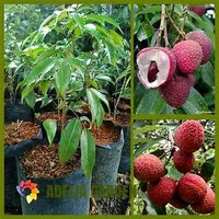 Bibit Buah Leci Kom Red/Merah Hasil Okulasi Cepat Berbuah | Buah Leci