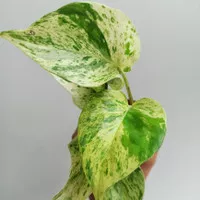 photos marble queen sirih