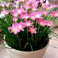 tanaman hias kucai tulip bunga Lily hujan pink