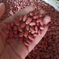 Kacang Merah 1 kg