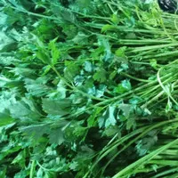 Daun seledri konvensional dengan akar 1kg