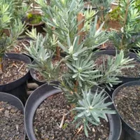 tanaman hias lohansung silver/blue ice free pot