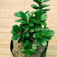 tanaman hias bonsai beringin korea - bibit bonsai beringin korea