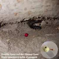 Batu Mustika Lipan Merah Asli dari Sarang Lipan Langka