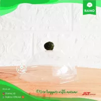 Bongkahan Marimo Moss Ball Alga Jepang Satuan Ukuran +- 1.2cm - 5pcs