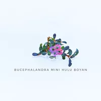 bucephalandra mini Hulu Boyan ( original dari hulu boyan kapuas hulu)