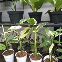tanaman hias heloconia pisang pisang varigata
