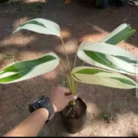 tanaman hias pisang heliconia varigata,,,pisang varigata