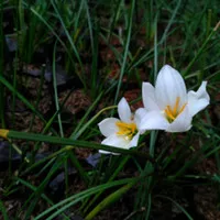 Tanaman bunga tulip - Tanaman kucai tulip - Tanaman rain lily