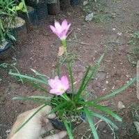kucai bunga pink/tanaman hias kucai bunga pink