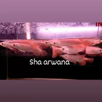 ikan arwana super red arwana sr