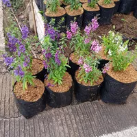 tanaman lavender / tanaman hias lavender / tanaman anti nyamuk