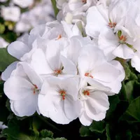 Benih Biji Bunga GERANIUM WHITE