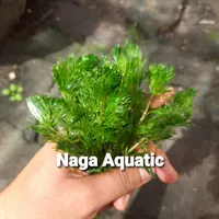 Tanaman Aquascape Kabomba Green Full Air