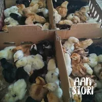 DOC Ayam Kampung Super Joper - Anakan Ayam Joper - AanStori