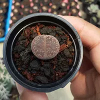 lithops pot 5cm