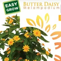 1 Pack Bibit Benih Bunga Butter Daisy/ Bunga Seribu Bintang Maica Leaf