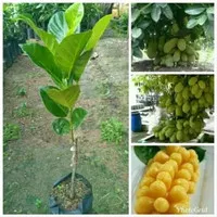 Bibit Tanaman Buah Nangkadak Okulasi tinggi 80cm up