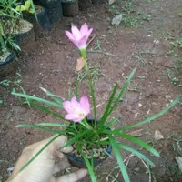 Promo Tanaman hias lily bunga tulip pink - kucai bunga pink