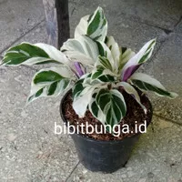 Calathea white fushion /kalatea tissue