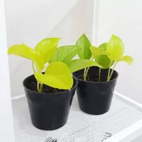 Bibit Sirih Gading Neon / Lemon - tanaman hias indoor sirih belanda