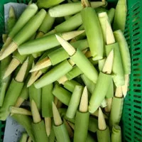 baby corn / jagung putren / jagung muda