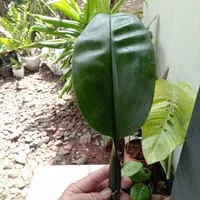 ANGGREK BULBOPHYLLUM BECARI ATAU ANGGREK KUPING GAJAH