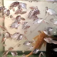 Ikan louhan burayak predator aquascape murah mumer langka