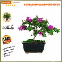 biji benih bibit tanaman bonsai bunga bungur ungu /30 biji