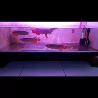 ikan arwana super red 20-24 cm