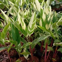 tanaman hias pisang varigata/pisang Pisangan variegata