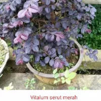 Tanaman hias vitalum serut merah,bibit,bahan bonsai