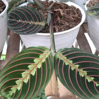 Maranta Kepiting Merah ( 2-3 Daun)