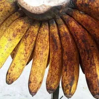 pisang barangan medan