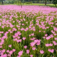 bibit tanaman hias kucai tulip bunga pink - Lily hujan bunga pink