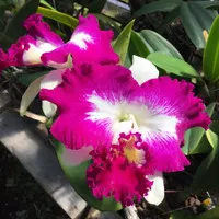 Anggrek Cattleya White Spark 'Fire Cat'